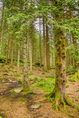 Trondheim, Norveç - Ağustos 2022: Bulutlu havada yeşil orman