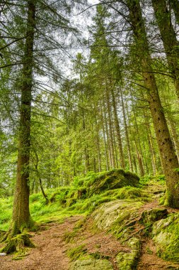 Trondheim, Norveç - Ağustos 2022: Bulutlu havada yeşil orman