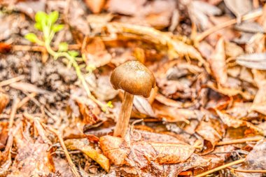 Ormandaki mantar doğa arka planında