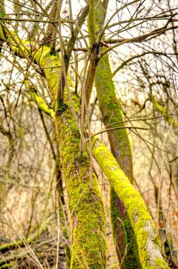 Ağaçlar ve yapraklarla dolu sonbahar manzarası