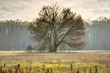 Arka planda sonbaharda ormanın güzel manzarası