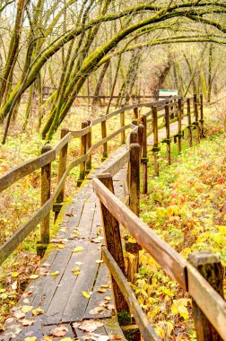 Sonbaharda ormanda tahta kaldırım. 