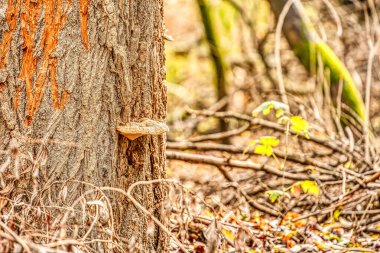 Ormandaki mantar doğa arka planında