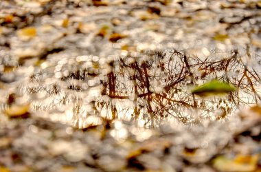 Ormanda Bokeh ışıkları olan bir Noel arkaplanı.