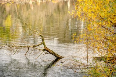  Tisza Nehri, HUNGARY Sonbaharda doğa arka planı üzerine