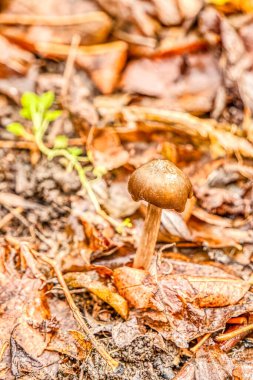 Ormandaki mantar doğa arka planında