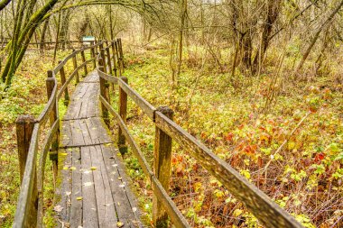 Sonbaharda ormanda tahta kaldırım. 