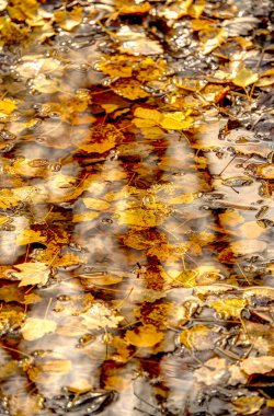 Ormanda sonbahar yaprakları ve doğa arka planında su birikintisi