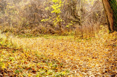 Arka planda sonbaharda ormanın güzel manzarası