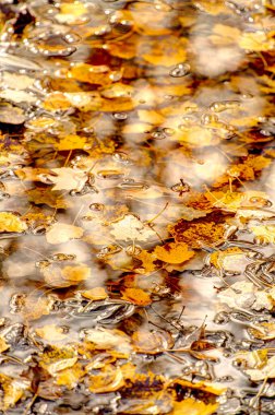 Ormanda sonbahar yaprakları ve doğa arka planında su birikintisi