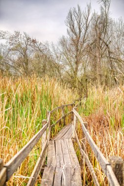 Sonbaharda ormanda tahta kaldırım. 