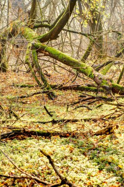 Arka planda sonbaharda ormanın güzel manzarası