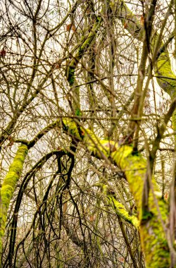 Ağaçlar ve yosunlarla dolu sonbahar manzarası