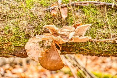 Ormanda sonbaharda mantarlar doğanın arka planında