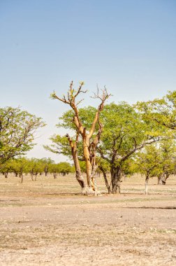 Etosha National Park Landscape, Namibia