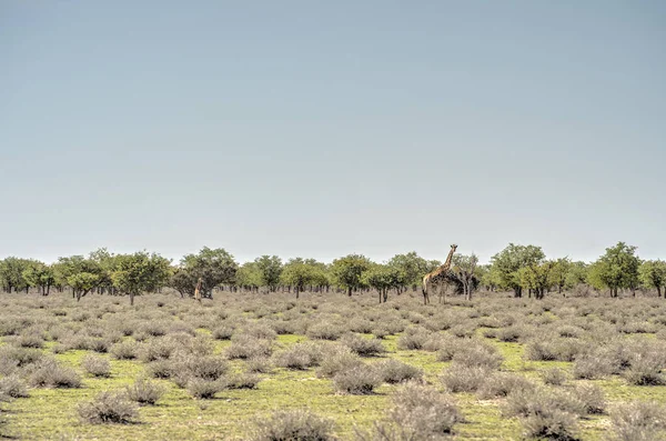 Etosha National Park Landscape Namibia — Stock Photo, Image