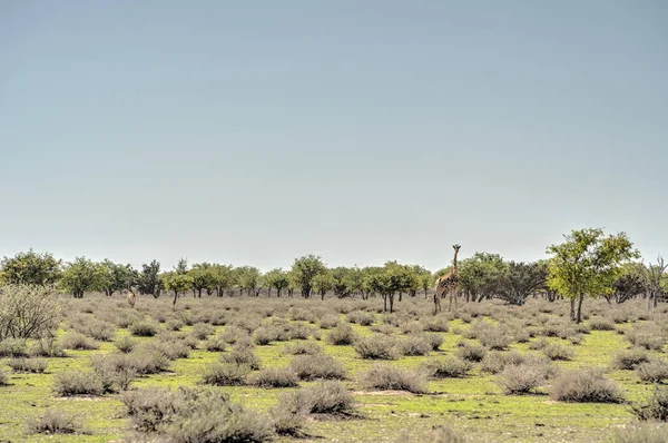 Etosha National Park Landscape Namibia — Stock Fotó