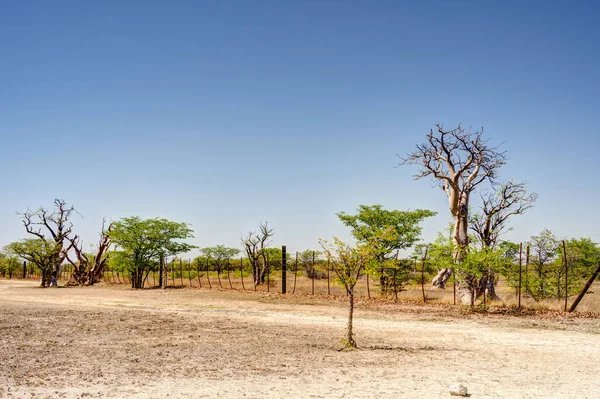 Etosha National Park Landscape Namibia — Stock Fotó
