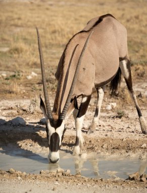Etosha National Park Wildlife, Namibia