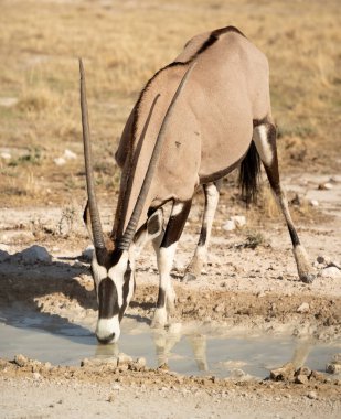 Etosha National Park Wildlife, Namibia