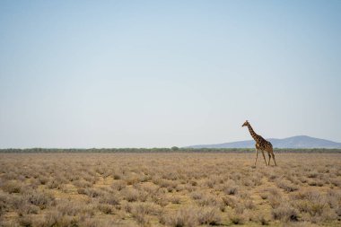 Etosha National Park Wildlife, Namibia
