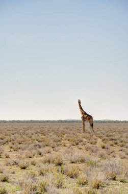 Etosha National Park Wildlife, Namibia
