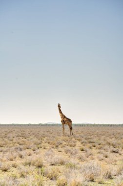 Etosha National Park Wildlife, Namibia