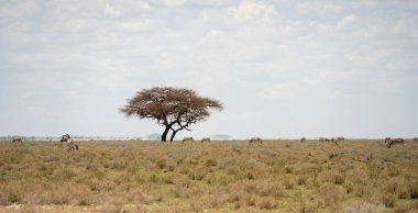 Etosha National Park Wildlife, Namibia