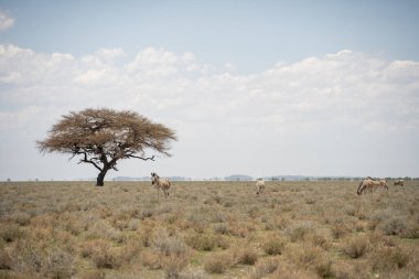 Etosha National Park Wildlife, Namibia