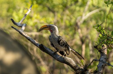Etosha National Park Wildlife, Namibia