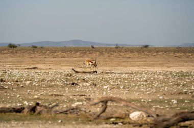 Etosha National Park Wildlife, Namibia