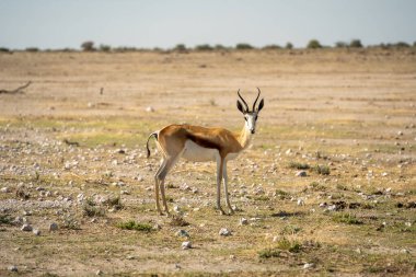 Etosha National Park Wildlife, Namibia