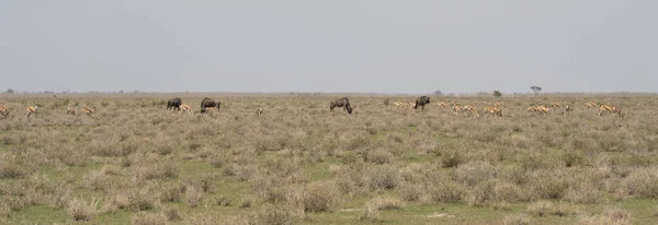 Etosha National Park Wildlife Namibia — Stock Photo, Image