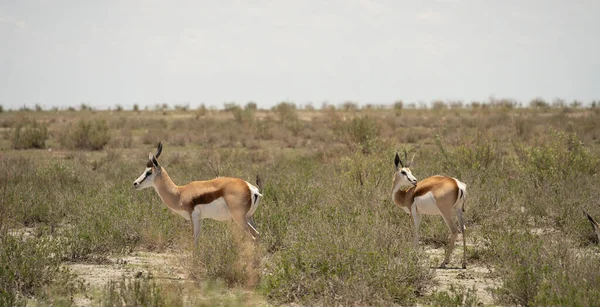 Etosha National Park Wildlife Namibia — Stock Photo, Image