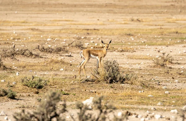 Etosha National Park Wildlife Namibia — Stockfoto