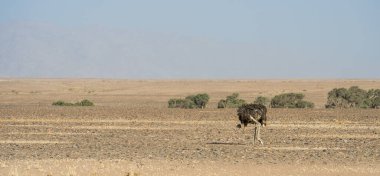 Namib Desert Dunes around Sossusvlei, HDR Image