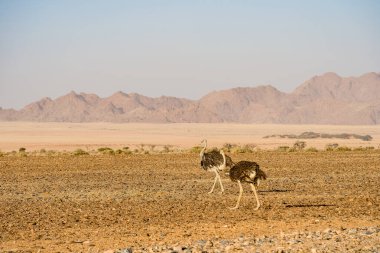 Namib Desert Dunes around Sossusvlei, HDR Image