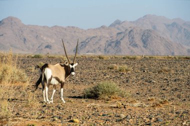 Namib Desert Dunes around Sossusvlei, HDR Image