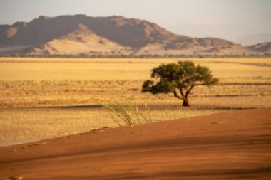 Namib Desert Dunes around Sossusvlei, HDR Image