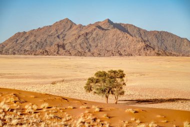 Namib Desert Dunes around Sossusvlei, HDR Image