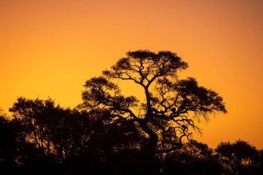 beautiful orange sunset with trees silhouettes in the Namib Desert