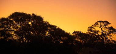 beautiful orange sunset with trees silhouettes in the Namib Desert