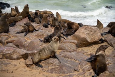 Group of seals relaxing on the sandy beach at Cape Cross Seal Reserve, Namibia