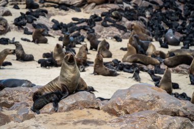 Group of seals relaxing on the sandy beach at Cape Cross Seal Reserve, Namibia