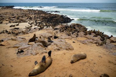 Bir grup fok, Namibya, Cape Cross Seal Reserve 'deki kumlu sahilde dinleniyor.