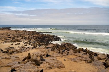 Group of seals relaxing on the sandy beach at Cape Cross Seal Reserve, Namibia