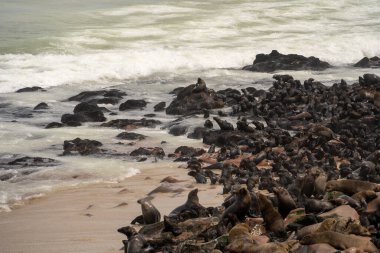 Group of seals relaxing on the sandy beach at Cape Cross Seal Reserve, Namibia