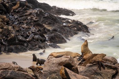 Group of seals relaxing on the sandy beach at Cape Cross Seal Reserve, Namibia