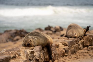 Group of seals relaxing on the sandy beach at Cape Cross Seal Reserve, Namibia