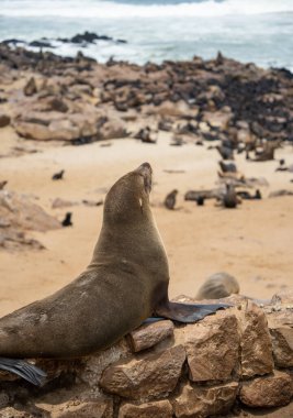Group of seals relaxing on the sandy beach at Cape Cross Seal Reserve, Namibia